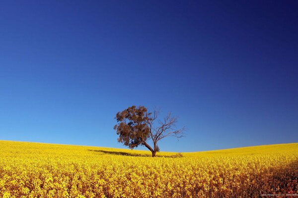 Un árbol solitario en un campo amarillo