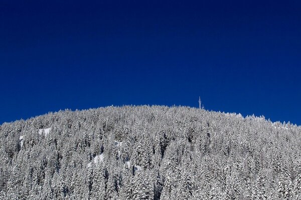 Winter forest, tree tops