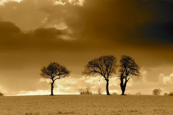 A sad landscape with three trees