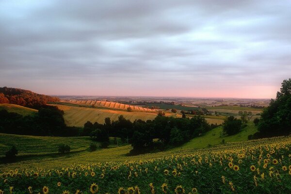 Sonnenblumen wachsen in einem Feld auf einem Hügel