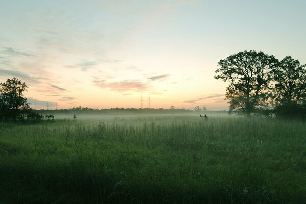 Trees in the fog on the field