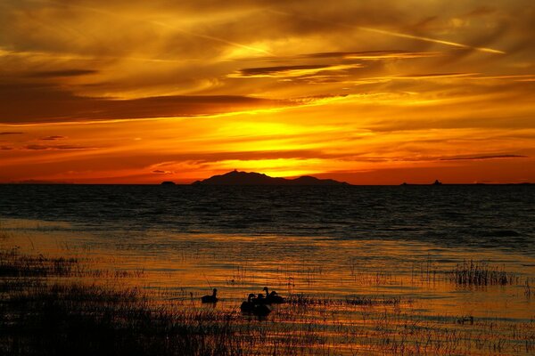 Coucher de soleil rouge. Canards sur le lac