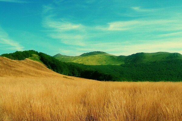 Beautiful contrast of Green grass and fields