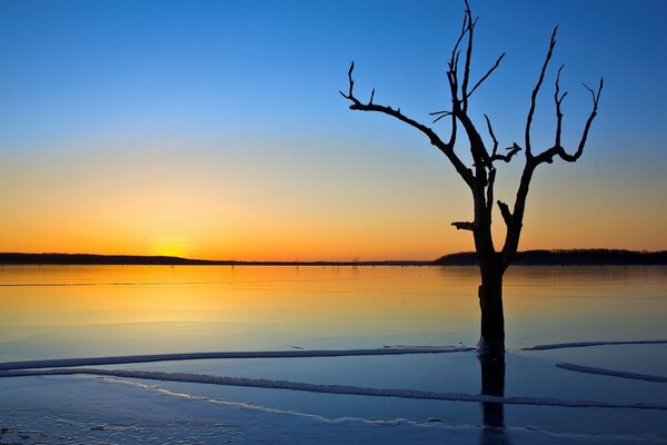 Árbol solitario de pie en el agua congelada en el fondo de la puesta de sol