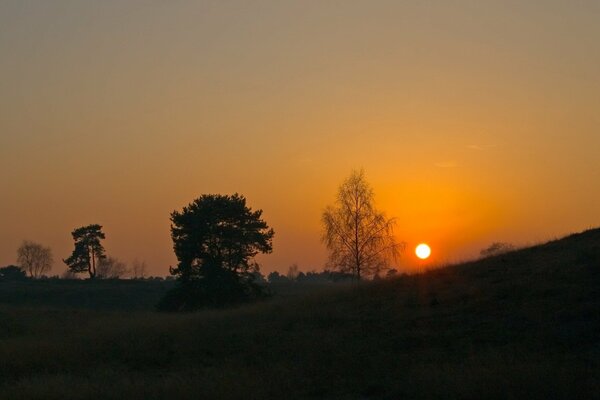 The order of the sun in brown tones against the background of lonely trees