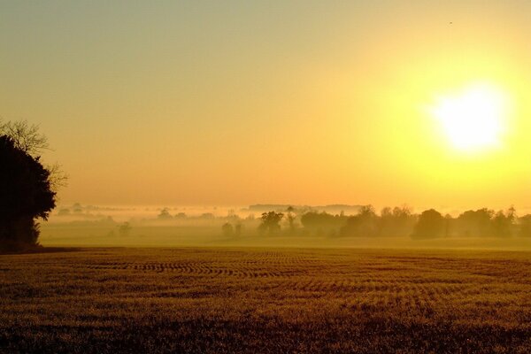 Niebla sobre el campo amarillento