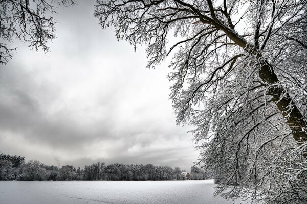 Árboles de nieve, día de invierno nublado