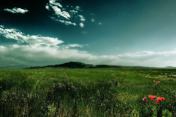 Tapis vert épais d herbe avec des fleurs rouges sur fond de petites collines et des nuages