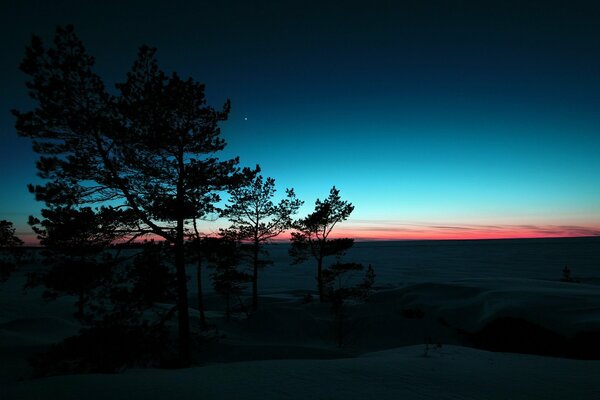 Arbres d hiver enneigés au coucher du soleil