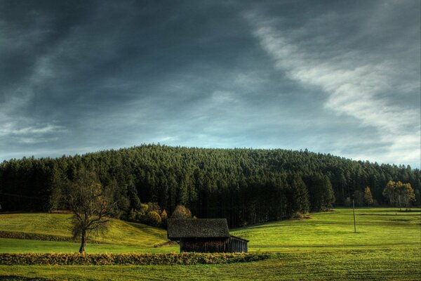 Forêt de sapins. Et à la lisière de la cabane