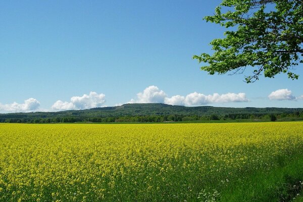 Clairière avec des fleurs jaunes. Ciel bleu