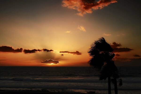 Clouds at sunset by the sea with palm trees