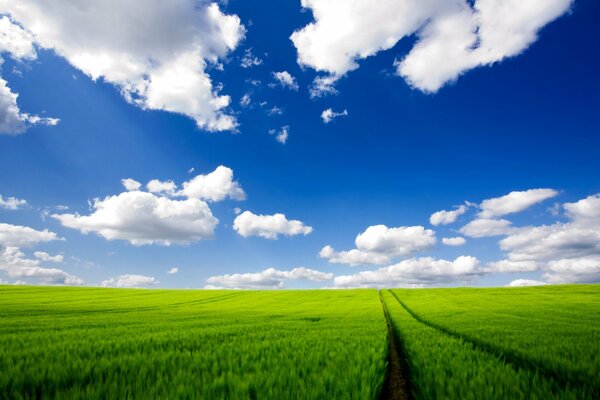 A track in a green field stretching to the horizon