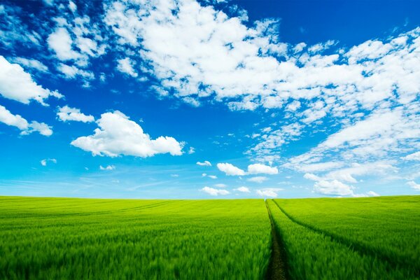 Grünes Gras und blauer Himmel