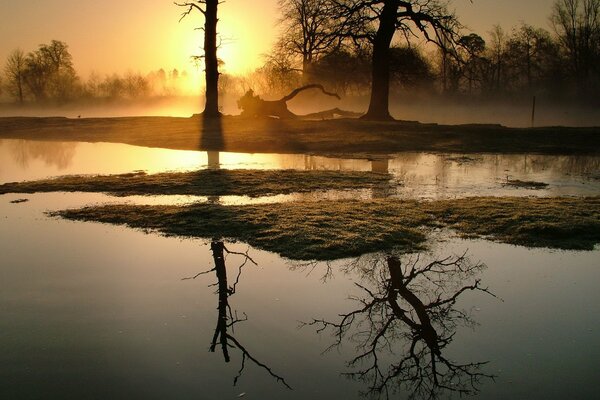 Trees in the fog in the morning dawn