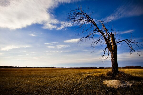 Un árbol solitario y seco en medio de un campo