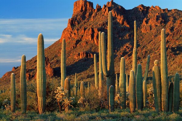 Cactus Alamo Canyon en Arizona