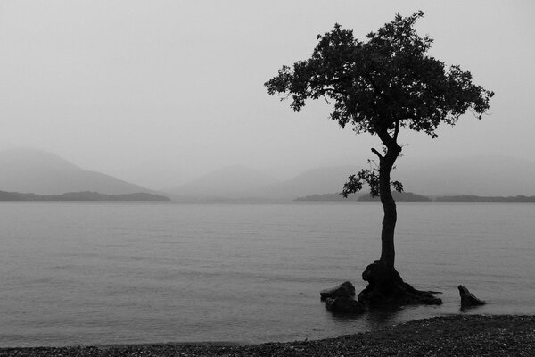 Einsamer Baum im See auf schwarzem und weißem Hintergrund