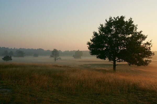 Dichter Nebel im Feld