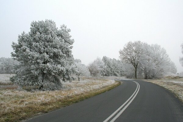 Winter road. Snowier trees