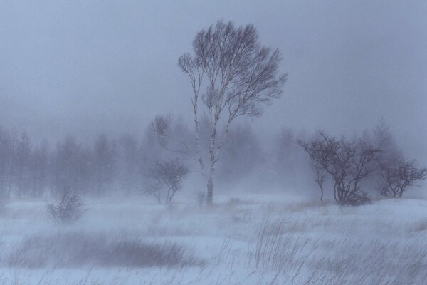 Winter Schneesturm im Feld und Bäumen am Rand