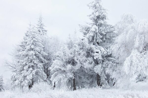 Arbres blancs dans la forêt froide