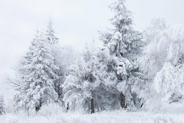 Alberi bianchi come la neve in una foresta fredda