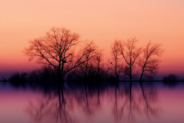 Die Reflexion der Bäume im Wasser bei Sonnenuntergang