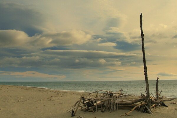 Branches on the seashore