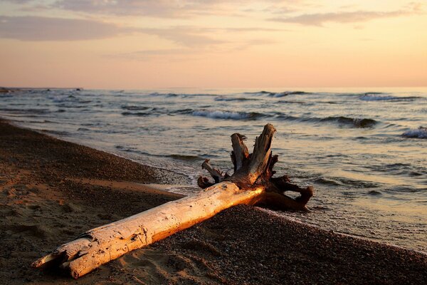 Ein Baum am Meer