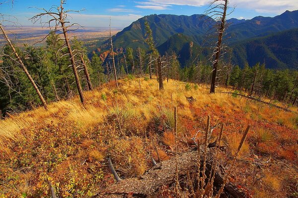 Dry grass on the mountainside