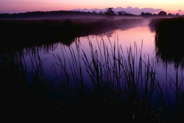 Schöner Fluss mit Gras am Morgen