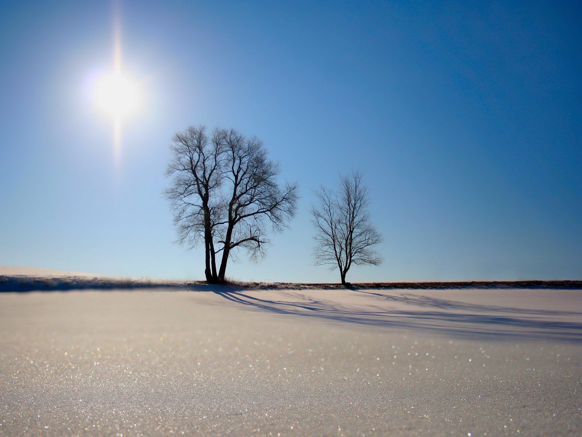 tree sand sun