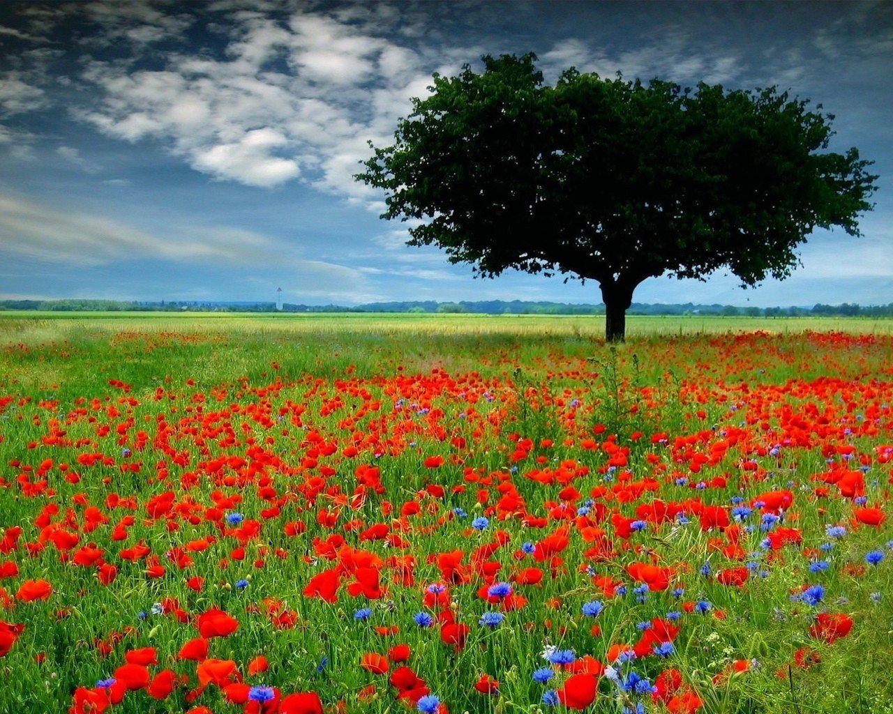 the field poppies flower tree