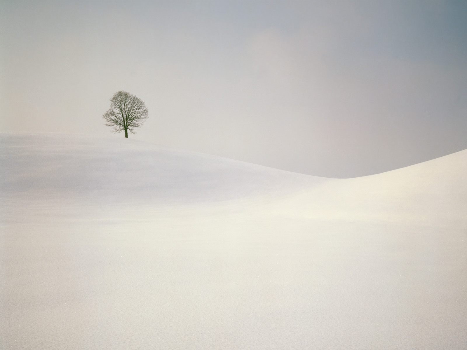 minimalism tree hill