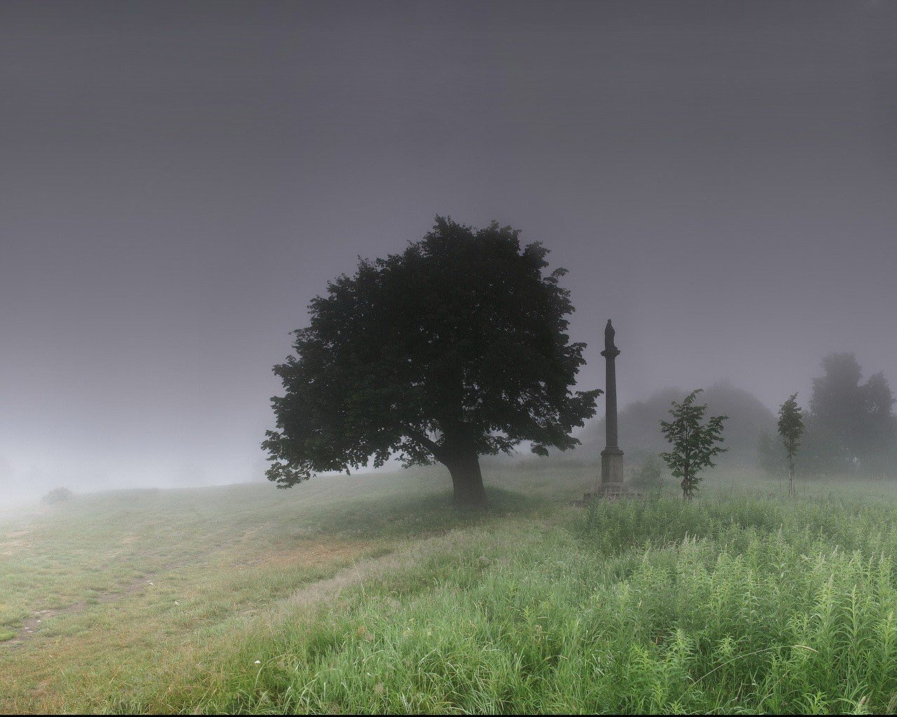 denkmal baum nebel gras