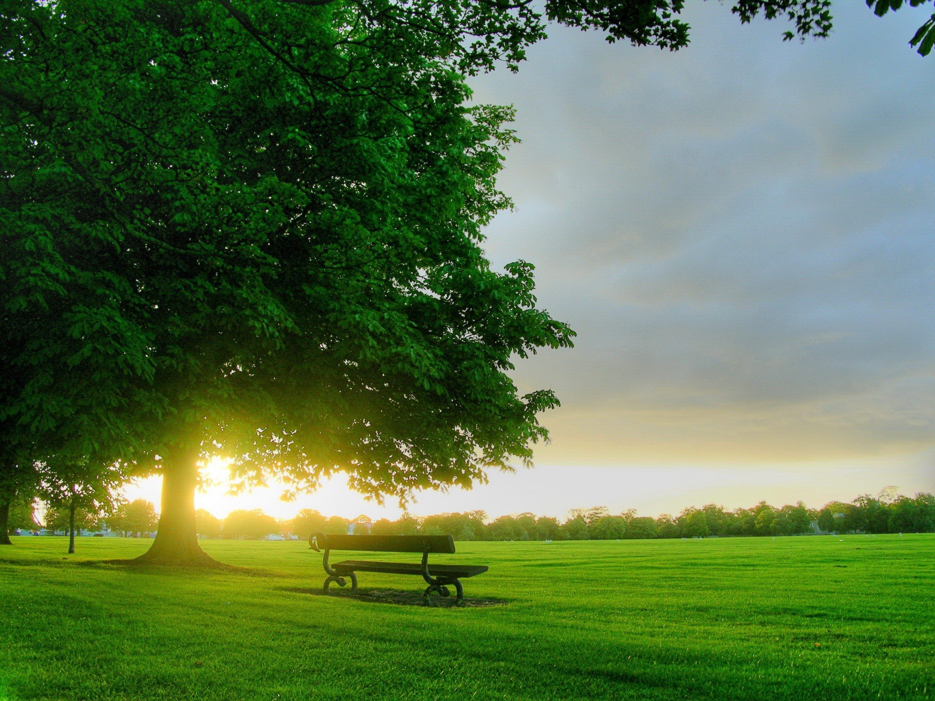 banc arbre matin