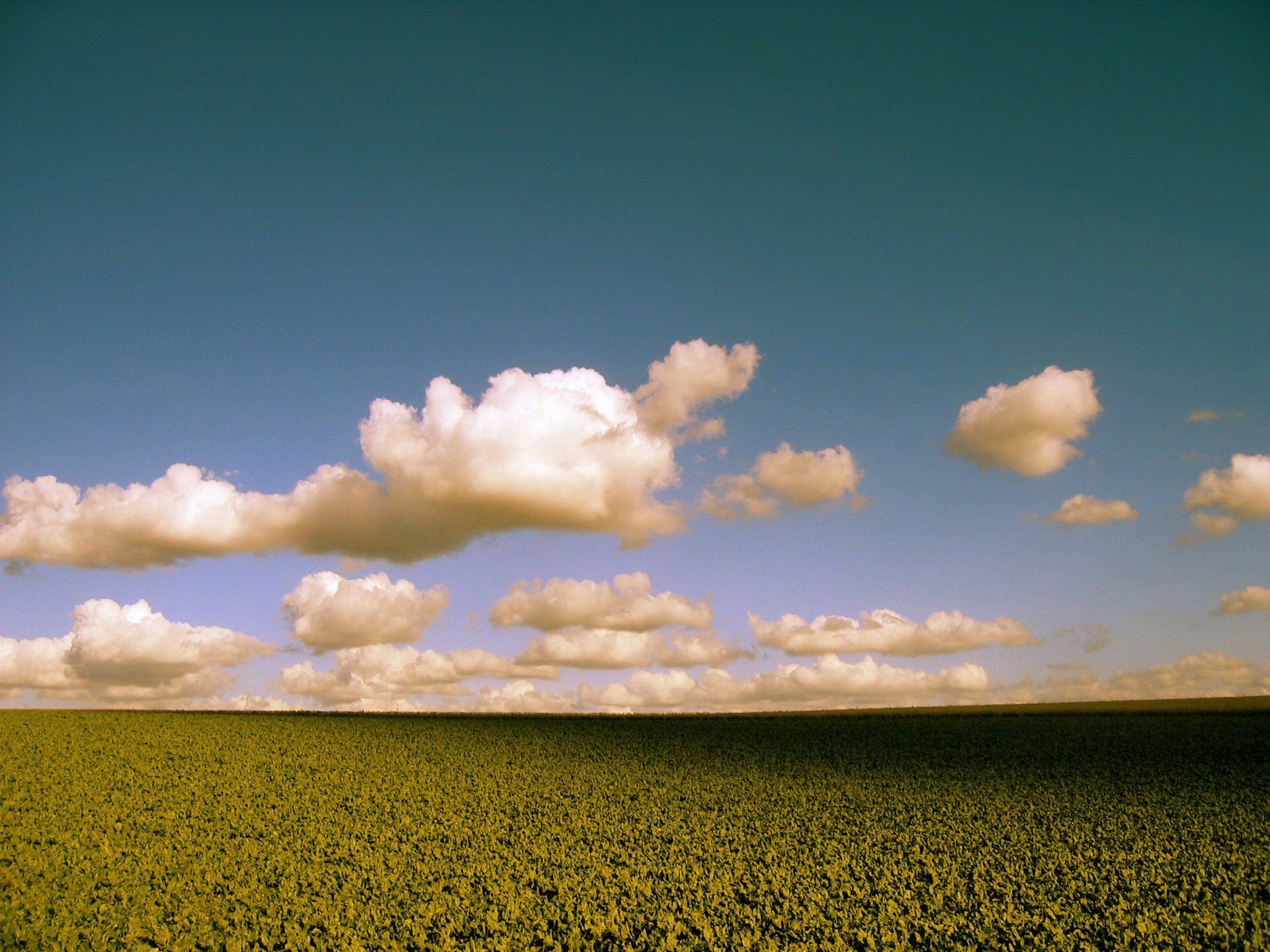 clouds the field flower