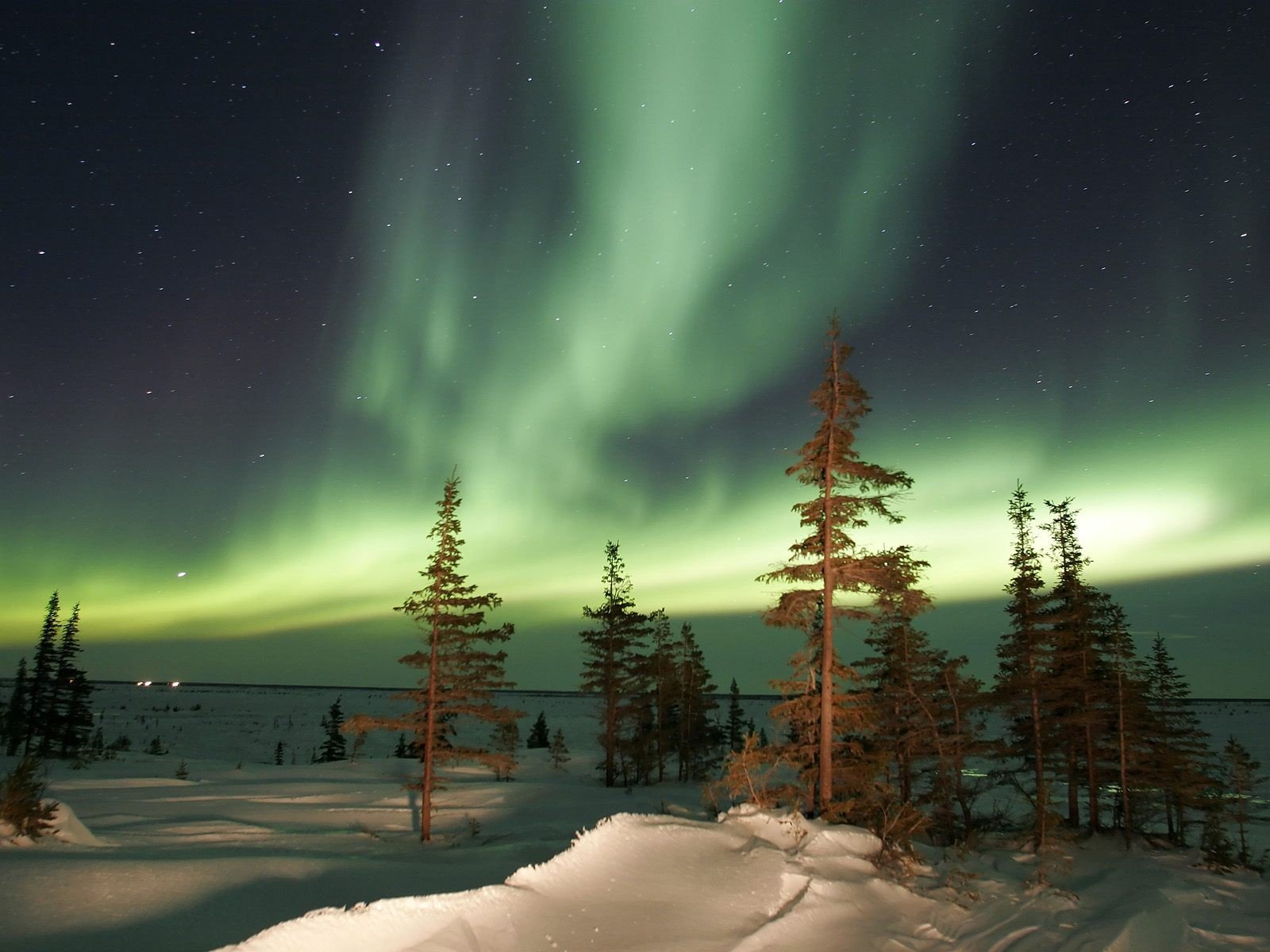 aurora boreale aurora alberi inverno notte