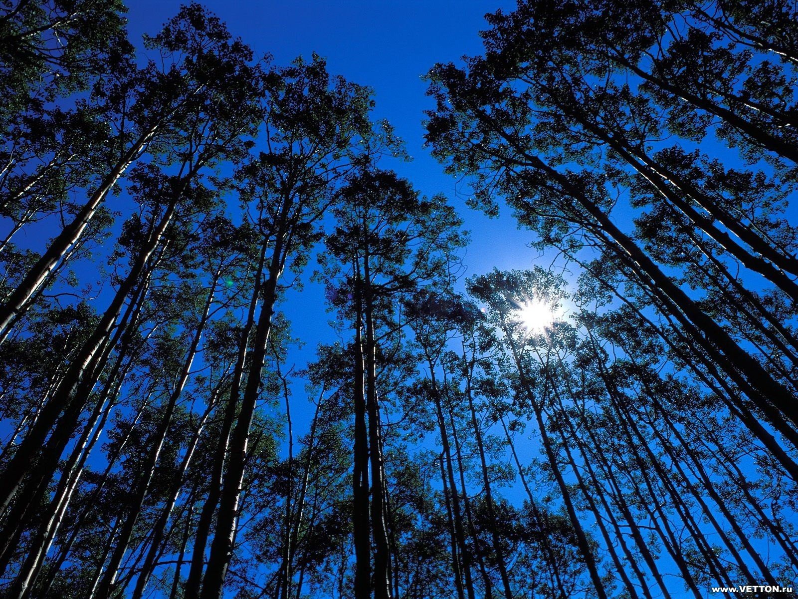 cielo alberi luce sole