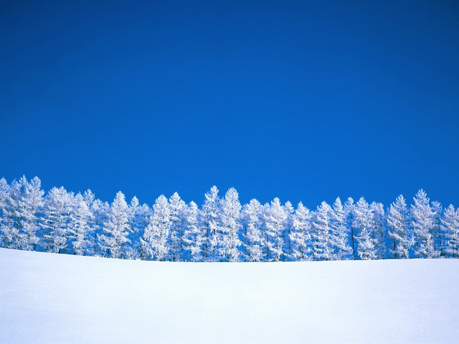 hiver arbres minimalisme