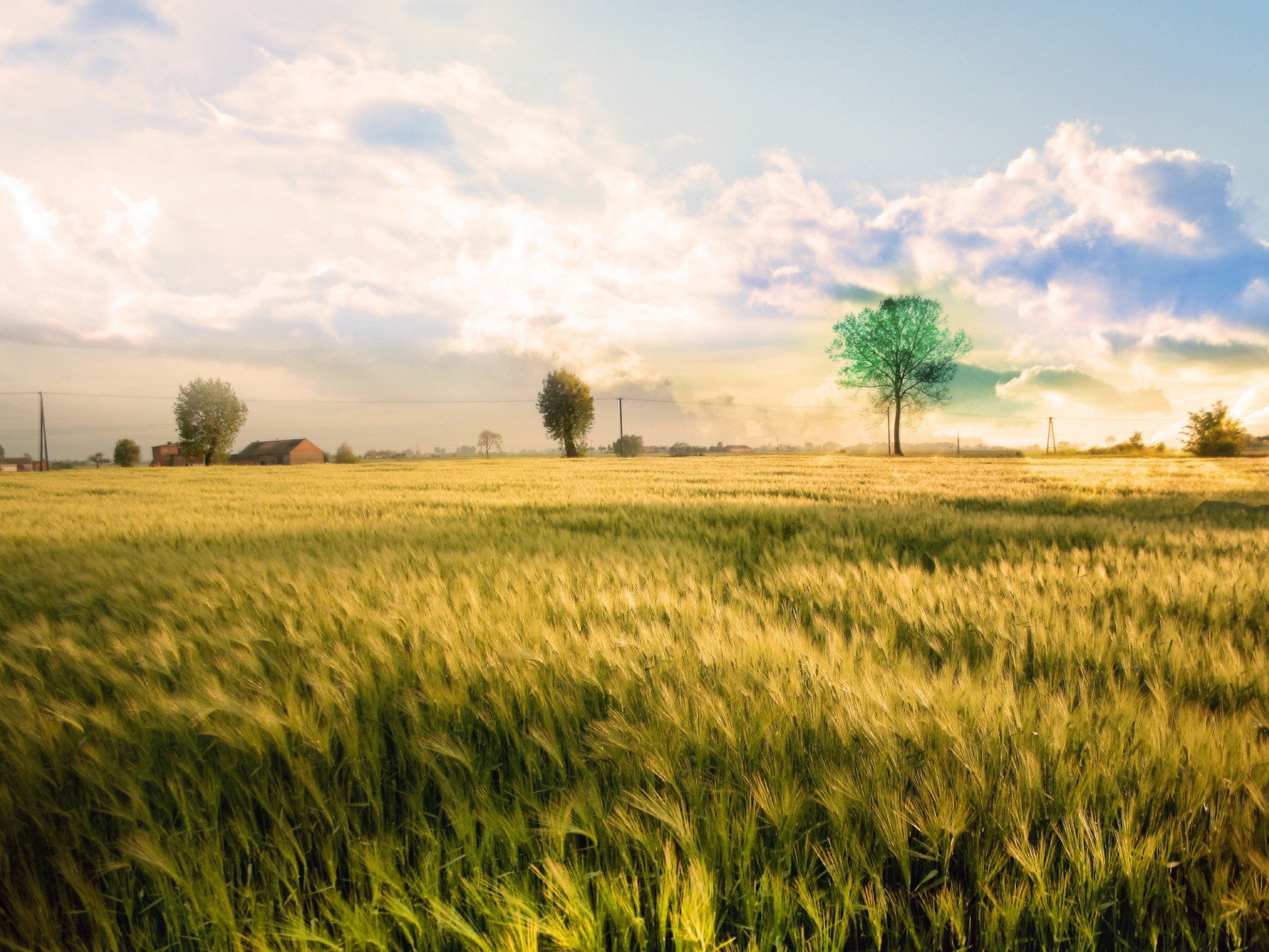 feld baum farbe