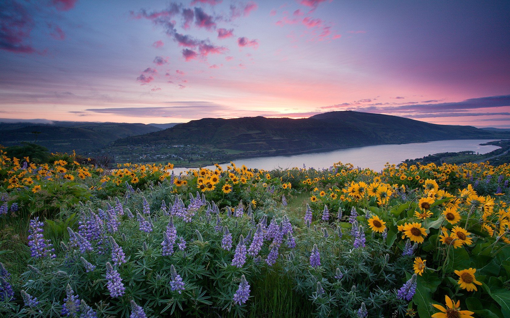 fleurs rivière matin