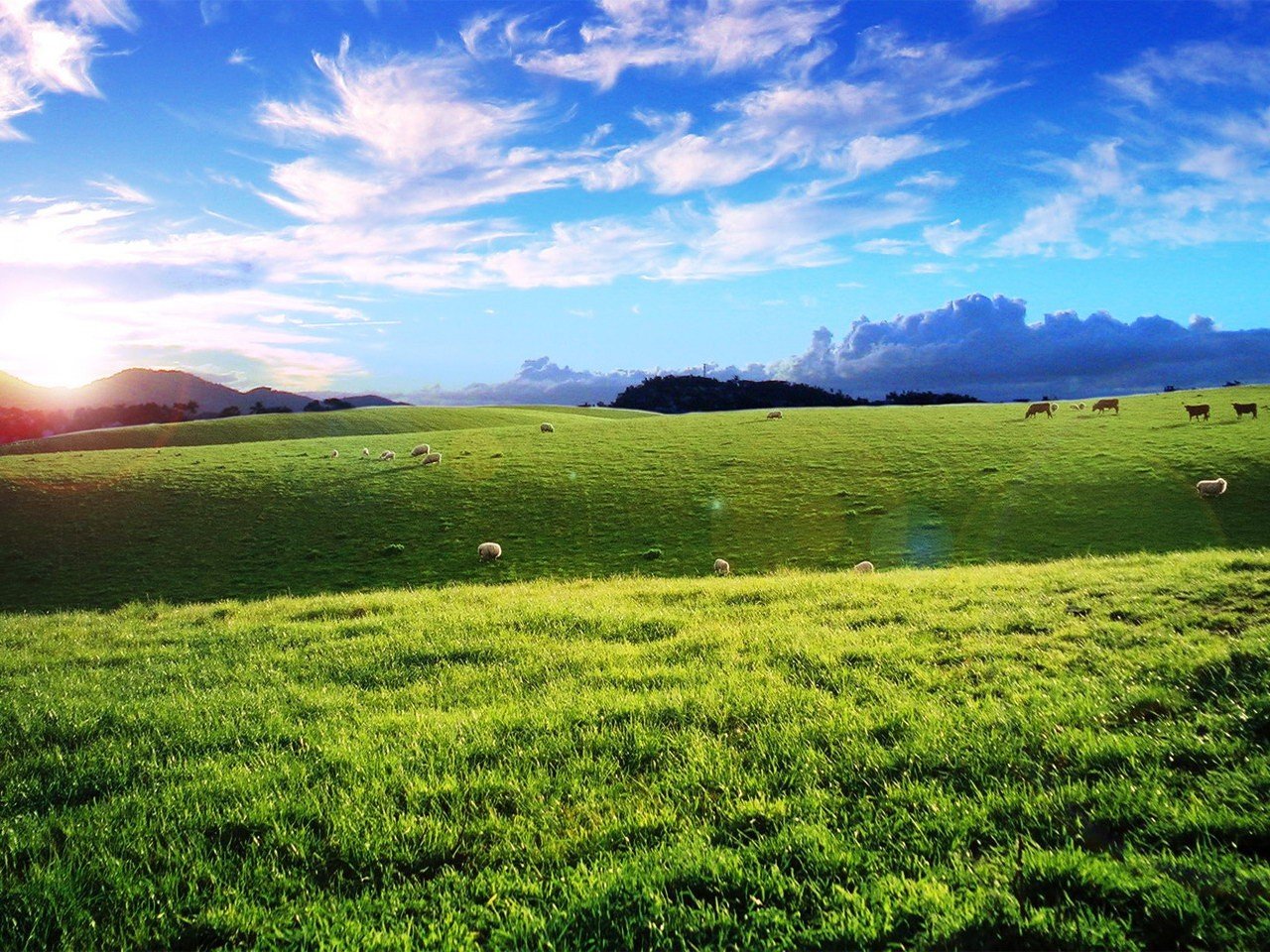 the field clouds sheep