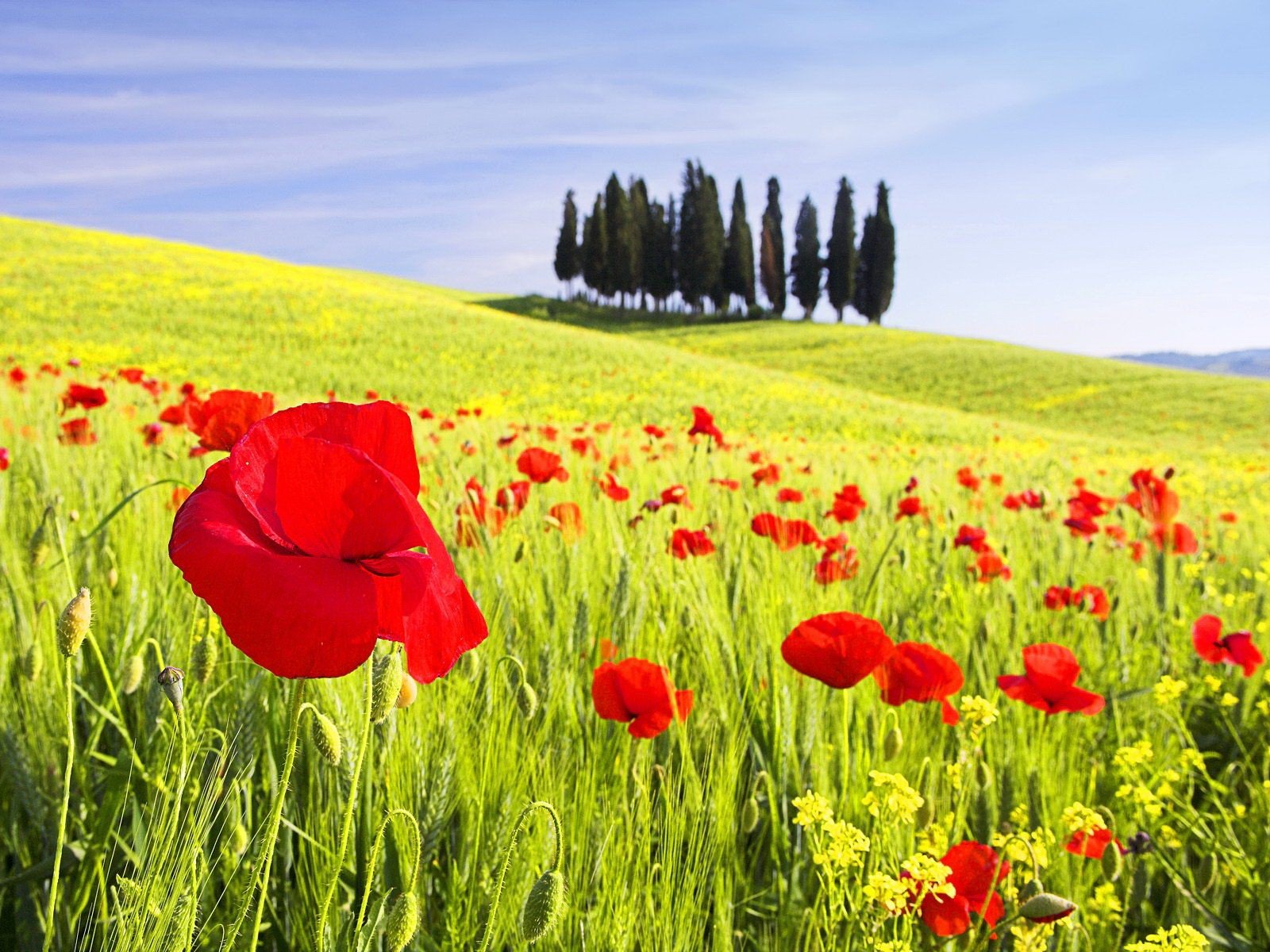 poppies tree the field green flower