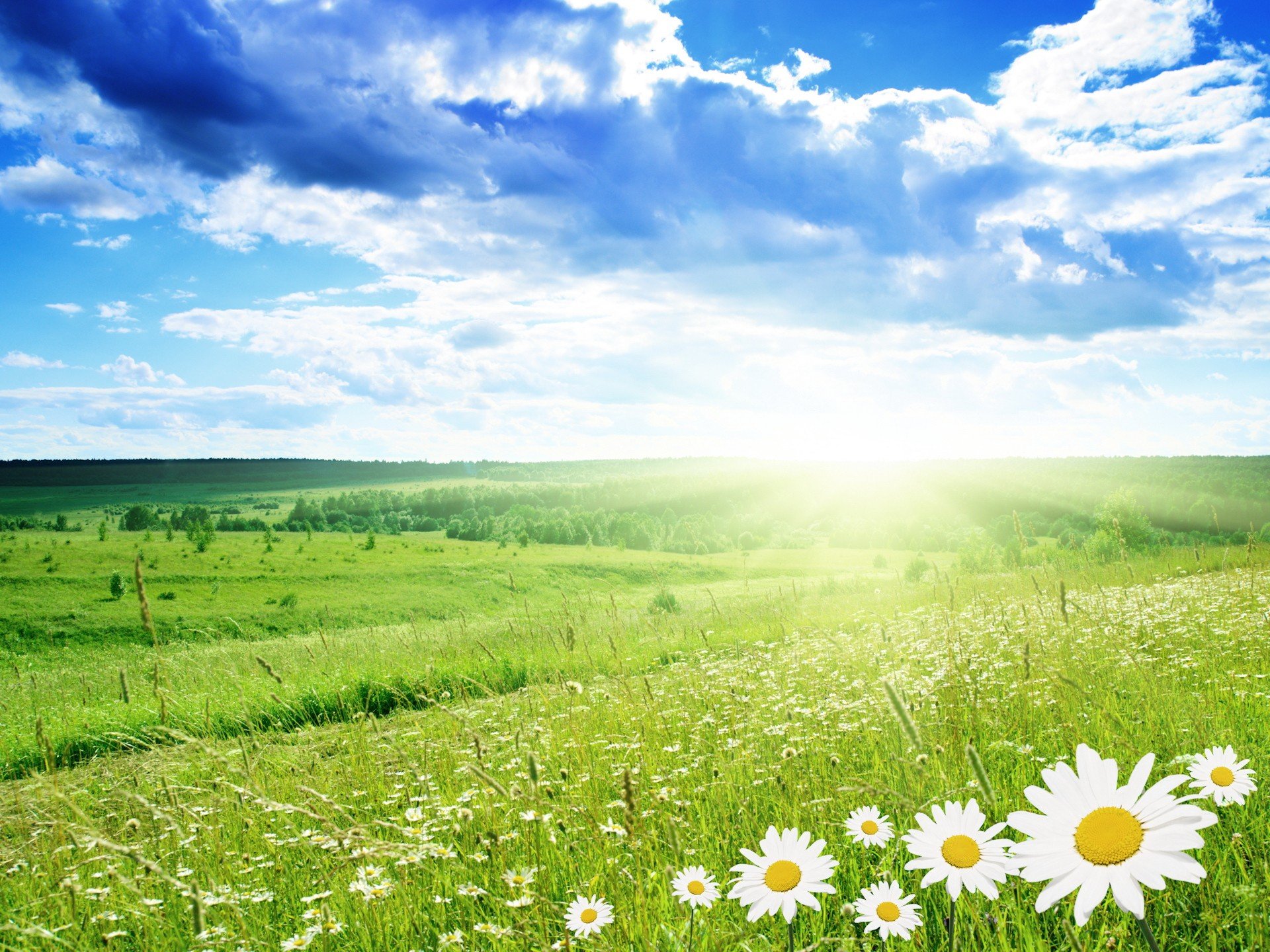 pring chamomile the field clouds summer