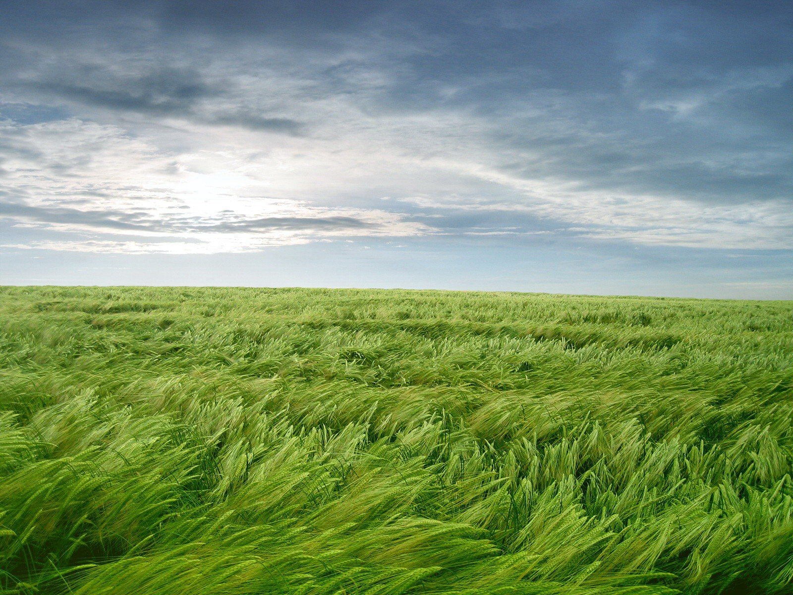 wallpapers grass green wind