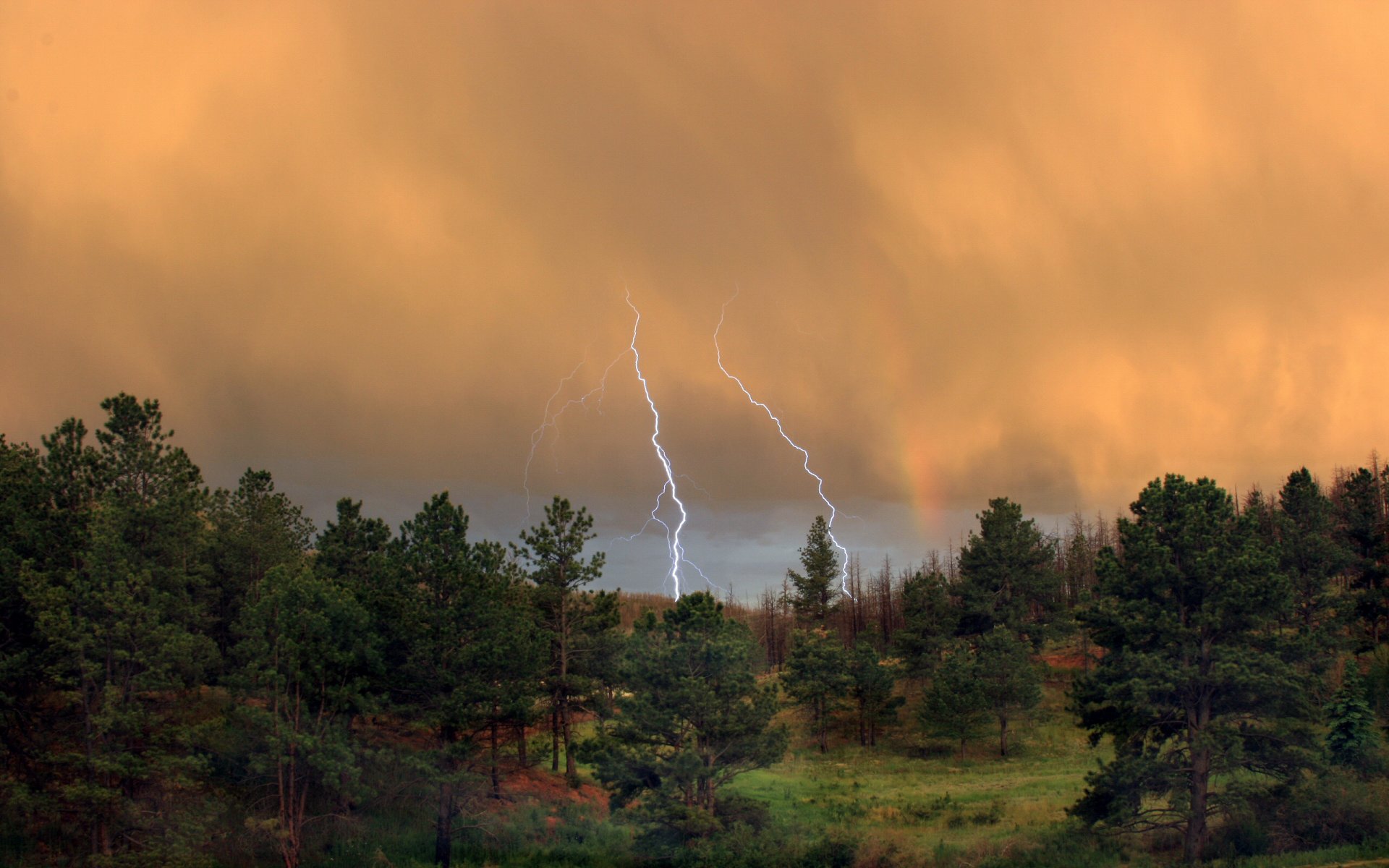 forest lightning cloud