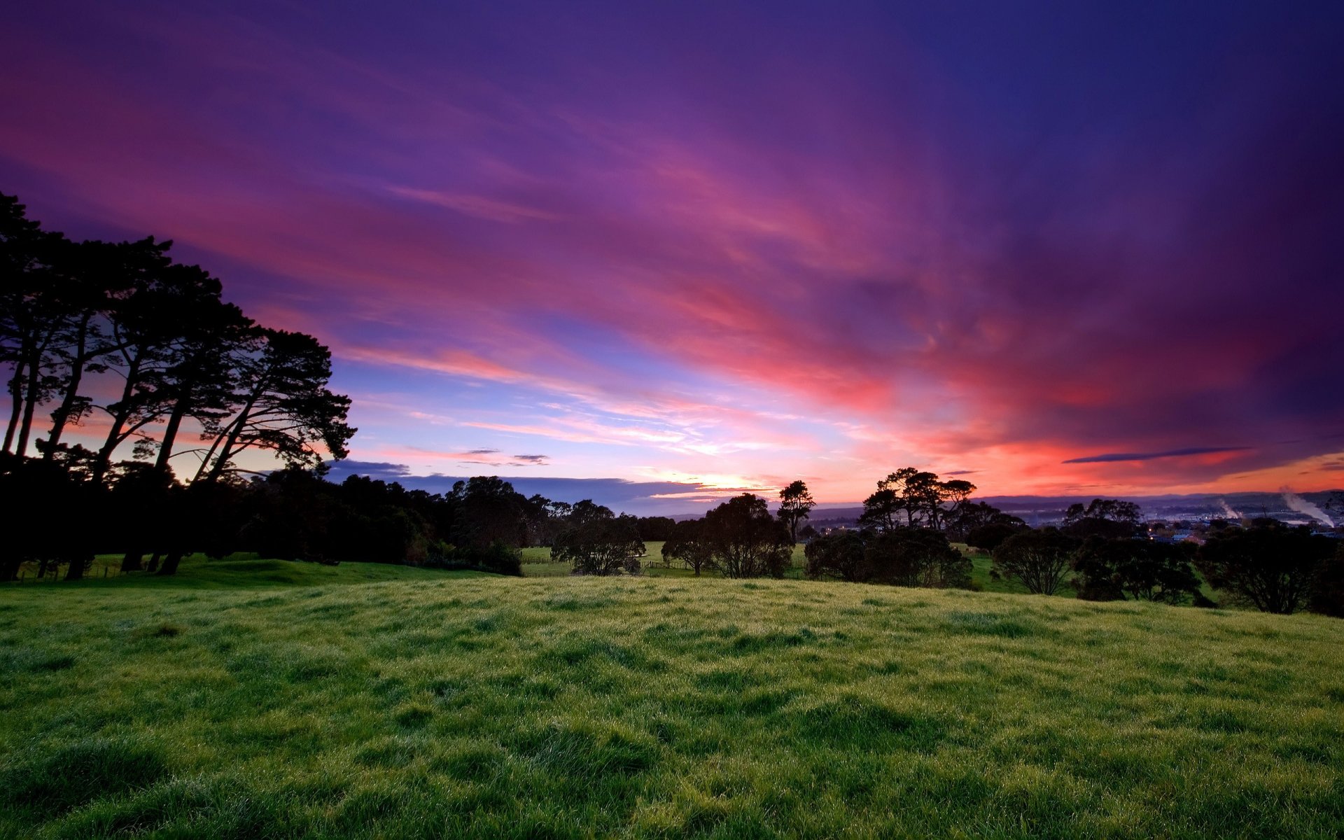 grass tree sky sunset