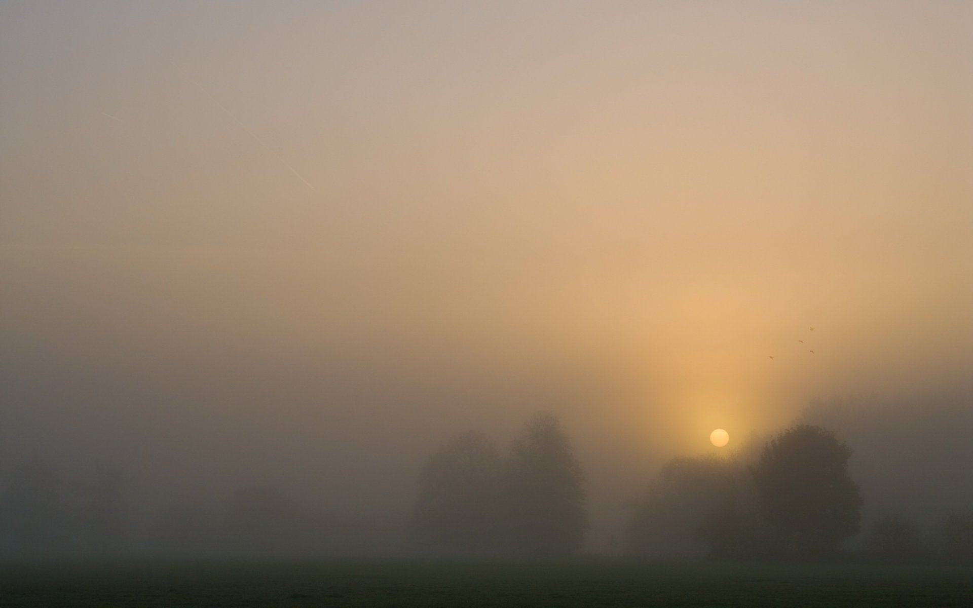 puesta de sol árboles niebla